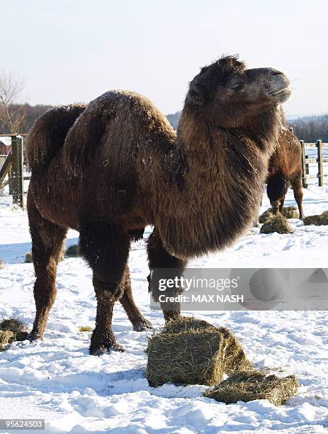 Camels wander in the snow while their pen is cleaned at Whipsnade Zoo, north of London, on January 7, 2010. Britain's harshest winter for decades...