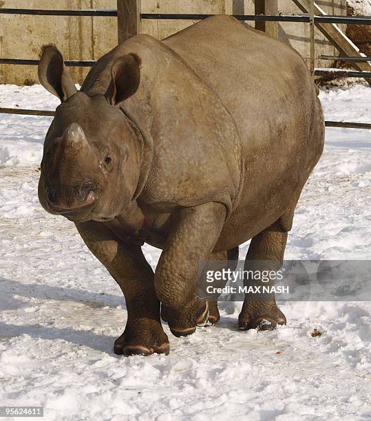 One-Horned Asian Rhino wanders in the snow while its pen is cleaned at Whipsnade Zoo, north of London, on January 7, 2010. Britain's harshest winter...