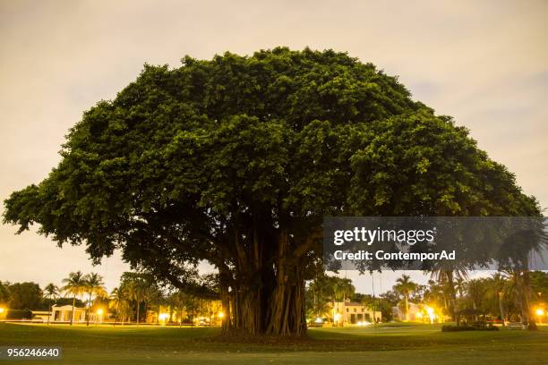 big tree - large ストックフォトと画像