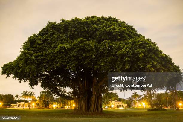 Mamuth Tree 59,752 Mammoth Trees Stock Photos, High-Res Pictures, and Images ...