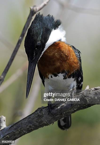 Kingfisher alights on a branch at Estuaries of Ibera, Corrientes, Argentina, on November 4, 2009. The The Ibera natural Reserve is located in the...