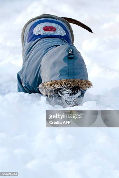 Tia, a 4 year-old Staffordshire Bull Terrier dog, plays in the snow in St Boswells, in Scotland, on January 7, 2010. Britain's harshest winter for...