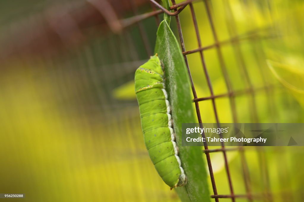 Lime Butterfly Larvae