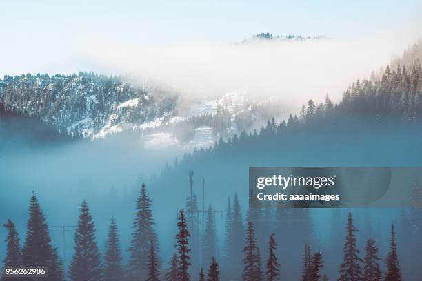 mt.rainier with pine forest in the fog - cascade mountain range stock pictures, royalty-free photos & images