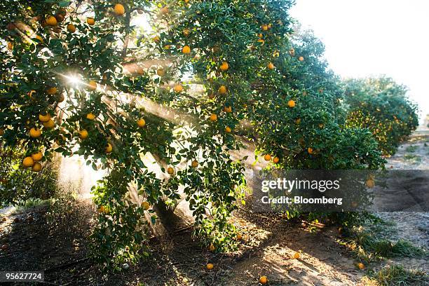 Oranges hang from a tree at a commercial grove near Winter Garden, Florida, U.S., on Thursday, Jan. 7, 2009. Orange-juice futures fell for the second...