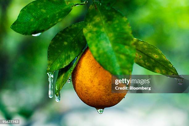 Icicles hang from an orange tree at a commercial grove near Winter Garden, Florida, U.S., on Thursday, Jan. 7, 2009. Orange-juice futures fell for...