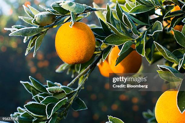 Morning frost sits on the leaves of an orange tree at a commercial grove near Winter Garden, Florida, U.S., on Thursday, Jan. 7, 2009. Orange-juice...