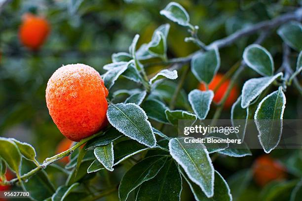 Frost sits on a tangerine waiting to be harvested at a commercial grove near Winter Garden, Florida, U.S., on Thursday, Jan. 7, 2009. Orange-juice...