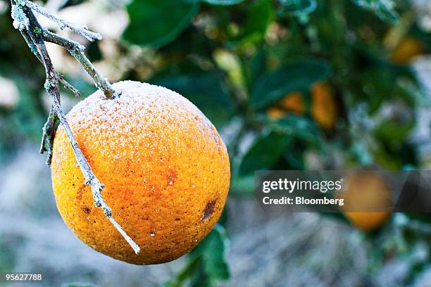 Frost sits on an orange waiting to be harvested at a commercial grove near Winter Garden, Florida, U.S., on Thursday, Jan. 7, 2009. Orange-juice...