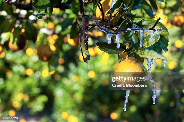 Icicles hang from an orange tree at a commercial grove near Winter Garden, Florida, U.S., on Thursday, Jan. 7, 2009. Orange-juice futures fell for...