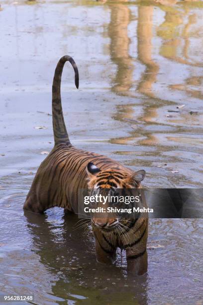 royal bengal tiger in water in summers - sawai madhopur stock pictures, royalty-free photos & images