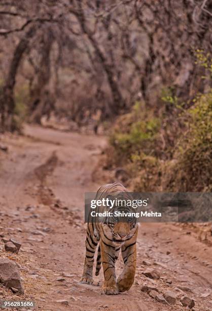 royal bengal tiger walking on forest track - sawai madhopur stock pictures, royalty-free photos & images