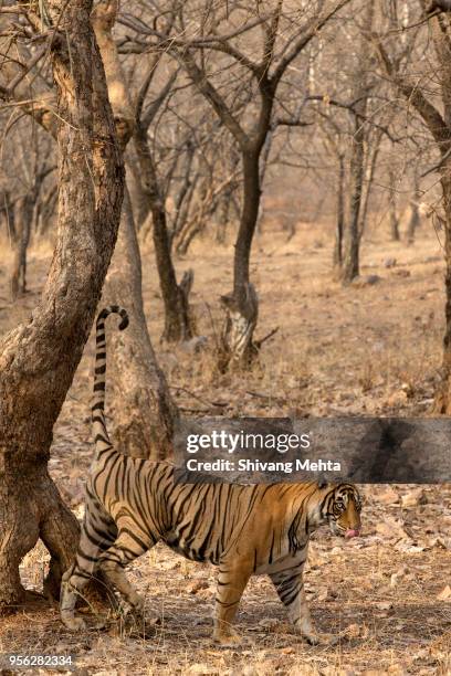 royal bengal tiger walking on forest track - sawai madhopur stock pictures, royalty-free photos & images