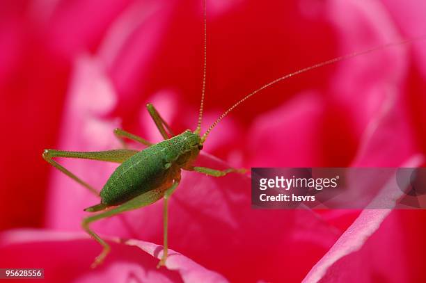 dotted tender fright (leptophyes punctatissima) - katydid stock pictures, royalty-free photos & images