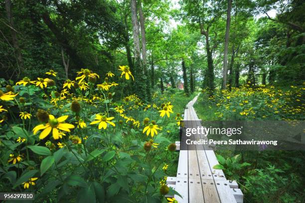 Small Bridge Spring 164 Spring Garden Street Bridge Stock Photos, High-Res Pictures, and ...