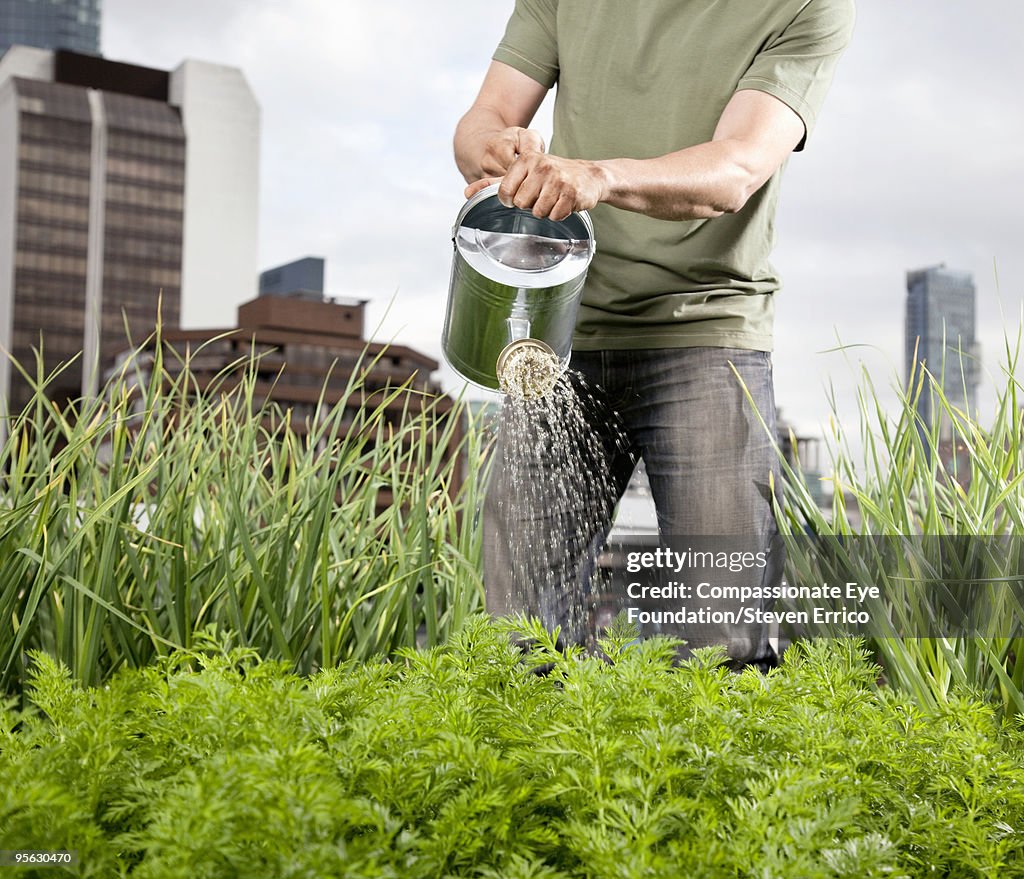 Man in jeans watering plants