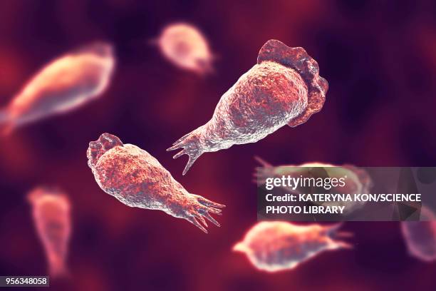 naegleria brain-eating amoeba, illustration - ameba stock illustrations