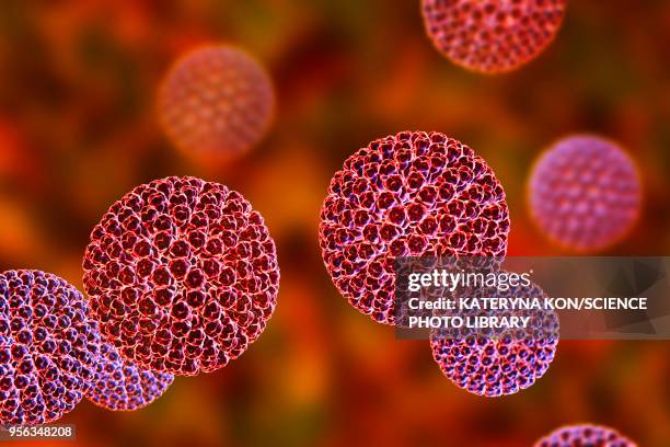 rotavirus particle, illustration - capsid stock illustrations