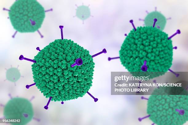 adenovirus structure, illustration - protein coat stock illustrations