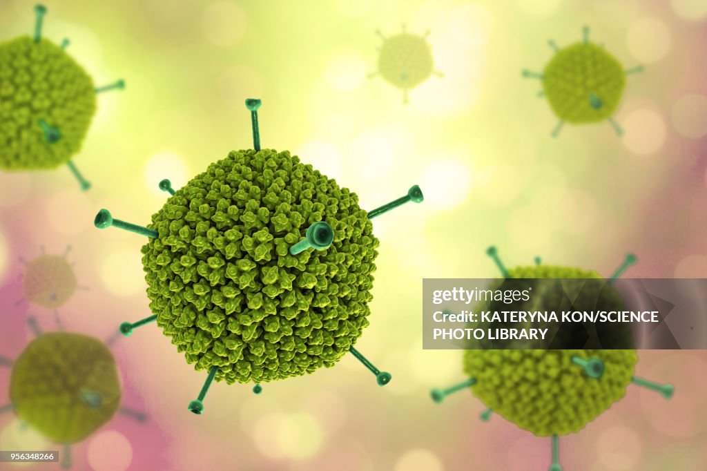 Adenovirus structure, illustration