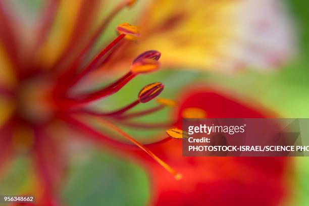 flame tree (delonix regia) flower - photostock stock pictures, royalty-free photos & images
