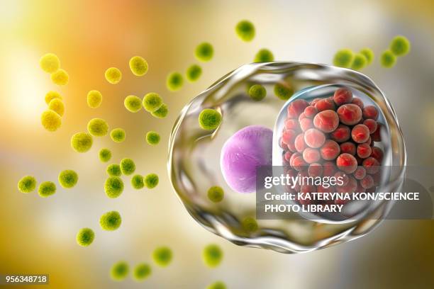 chlamydia trachomatis bacteria, illustration - chlamydia stock illustrations