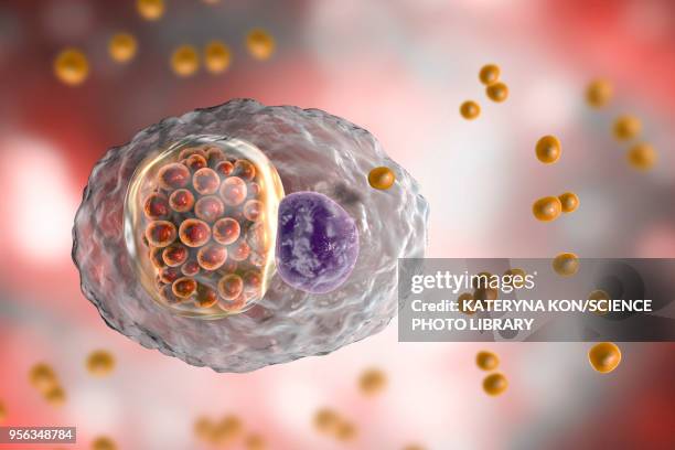 chlamydia psittaci bacteria, illustration - chlamydia stock illustrations