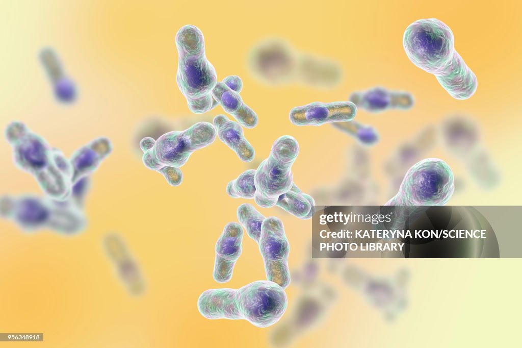 Clostridium bacteria, illustration