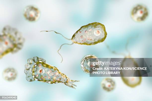 ilustrações de stock, clip art, desenhos animados e ícones de naegleria brain-eating amoeba forms, illustration - amoeba