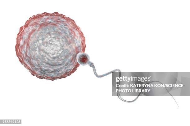 egg fertilisation, illustration - human egg stock illustrations