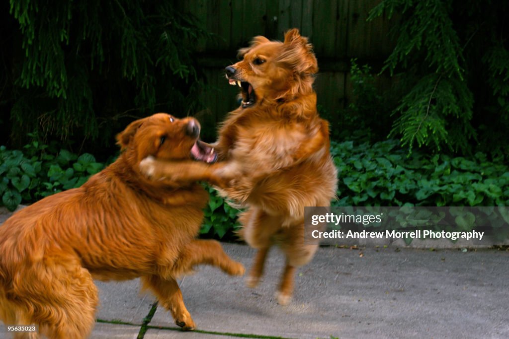 The Sweet Natured Golden Retriever...