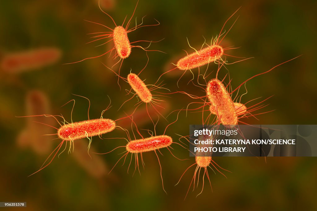 E coli bacteria, illustration