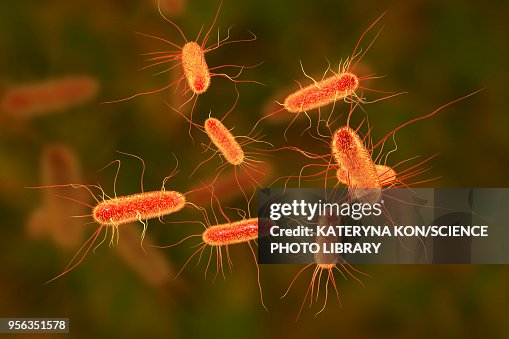 E coli bacteria, illustration E coli bacteria, illustration