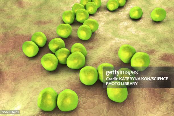 veillonella bacteria, illustration - 嫌気性点のイラスト素材／クリップアート素材／マンガ素材／アイコン素材