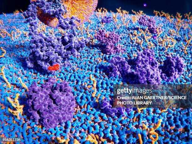 upper cell membrane, illustration - acetylcholine receptor stock illustrations