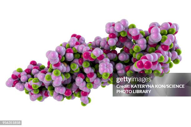 chorionic gonadotropin molecule, illustration - glycoprotein stock illustrations