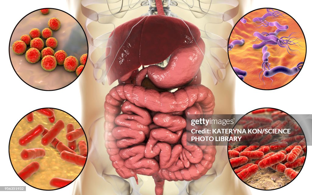 Bacteria in human digestive system, illustration