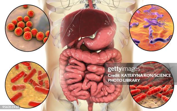 bacteria in human digestive system, illustration - enterococcus stock illustrations