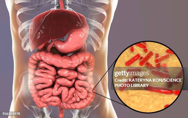 ilustraciones, imágenes clip art, dibujos animados e iconos de stock de bifidobacterium bacteria, illustration - microorganismo