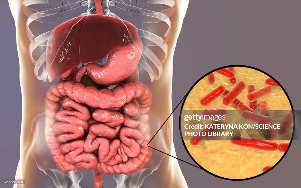 Bifidobacterium bacteria, illustration