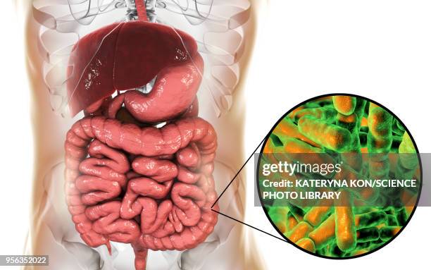 bifidobacterium bacteria, illustration - bifidobacterium stock-grafiken, -clipart, -cartoons und -symbole