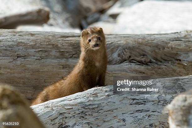 curious mink peeking up through driftwood - mink stock pictures, royalty-free photos & images