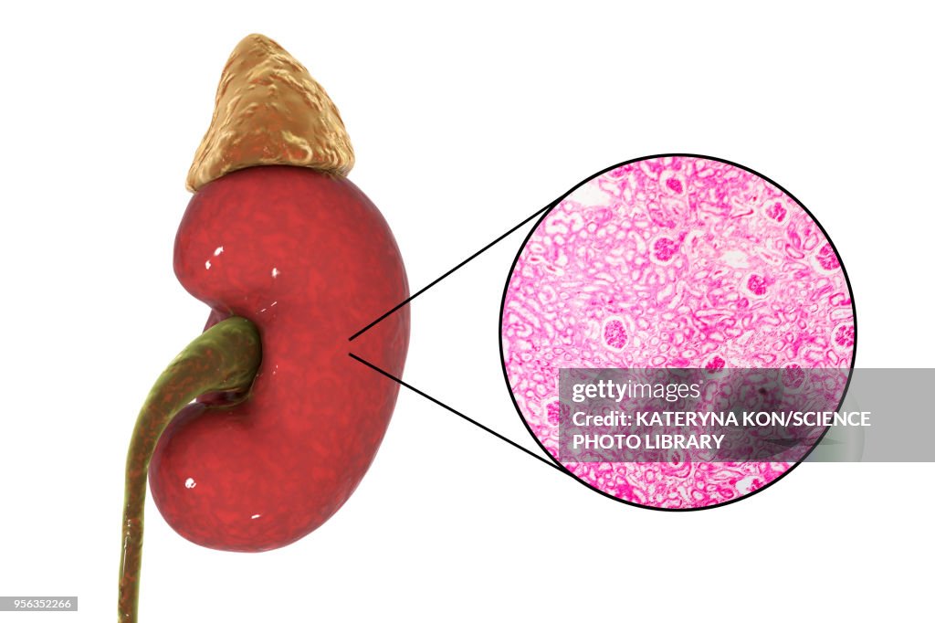 Human kidney, illustration and micrograph