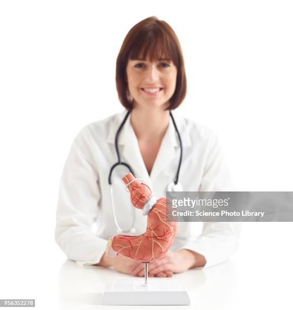 doctor with model of stomach with gastric band - gastric band treatment stock pictures, royalty-free photos & images