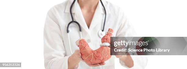 doctor with model of stomach with gastric band - gastric band treatment stock pictures, royalty-free photos & images