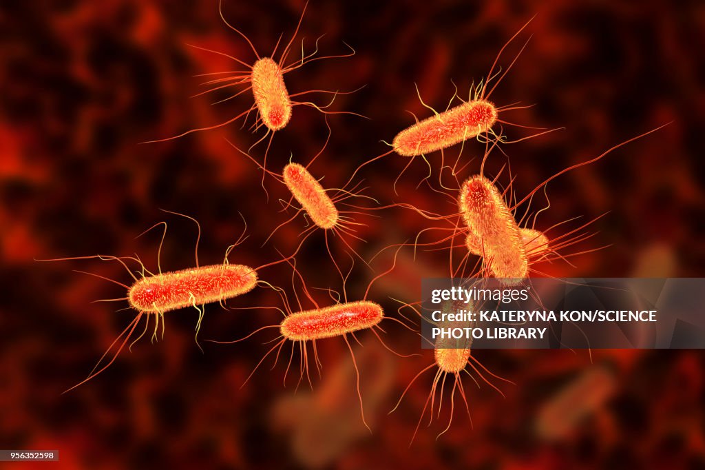 E coli bacteria, illustration