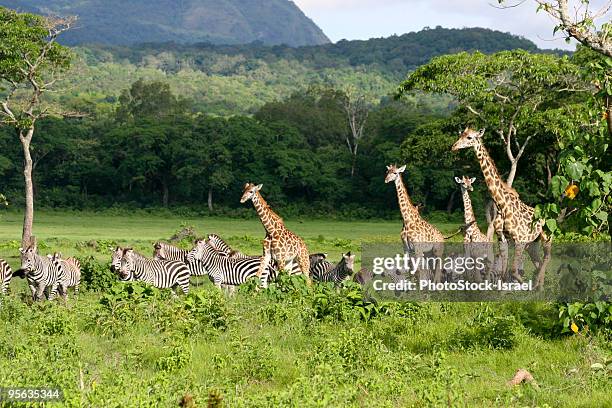 tanzania, giraffes and zebras - mountain zebra nationalpark stock-fotos und bilder