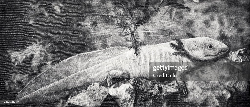 Larva of axolotl