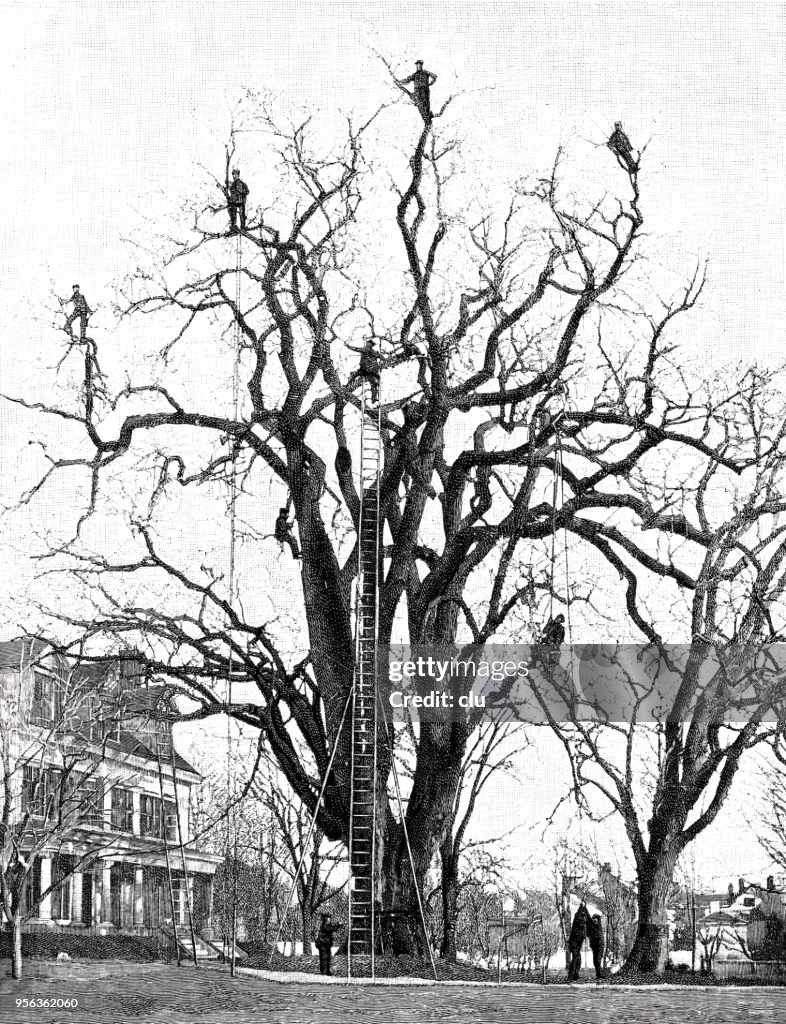 Walden, USA: Killing the eggs of the gypsy moth on an old elm