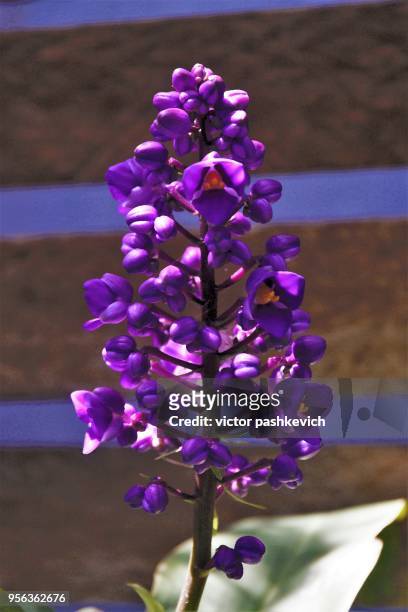 purple ginger flower photographic abstraction. - ginger flower stock-fotos und bilder